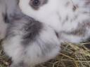 Dwarf rabbit, small bunny for sale