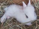 Dwarf rabbit, small bunny for sale