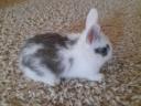 Dwarf rabbit, small bunny for sale