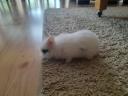 Dwarf rabbit, small bunny for sale