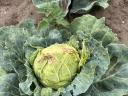 Forage cabbage