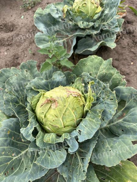 Forage cabbage