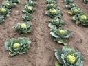 Forage cabbage