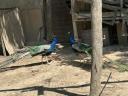 Blue-winged peacock pair, wild peacock pair and reproductions
