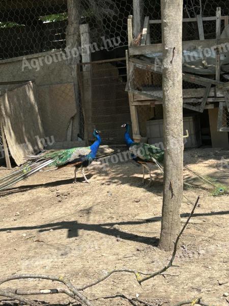 Blue-winged peacock pair, wild peacock pair and reproductions
