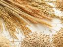 Crop, seed cleaning, sifting, grading