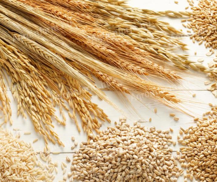 Crop, seed cleaning, sifting, grading