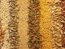 Crop, seed cleaning, sifting, grading