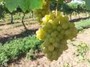 Hand harvested Irsai Olivér grapes for sale from Balatonboglár