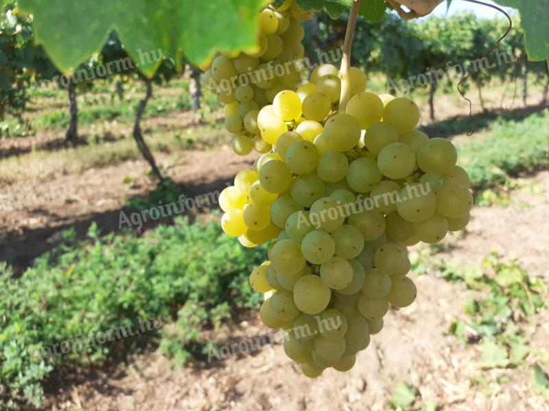 Hand harvested Irsai Olivér grapes for sale from Balatonboglár