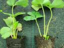 Strawberry seedling with soil ball