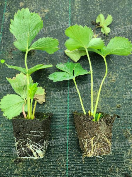 Strawberry seedling with soil ball