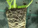 Strawberry seedling with soil ball