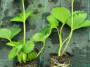 Strawberry seedling with soil ball