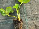 Strawberry seedling with soil ball