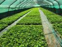Strawberry seedling with soil ball