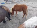Shetlandpony, 7 Monate altes Hengstfohlen zu verkaufen