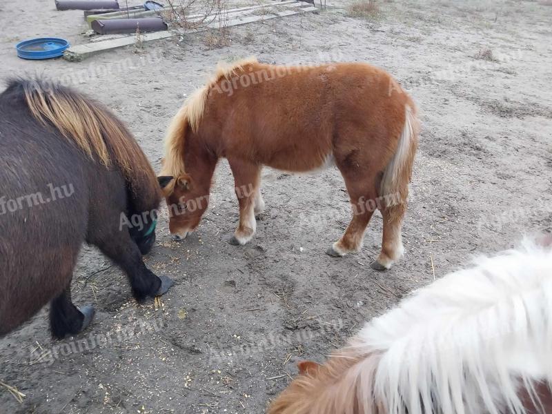 Shetlandpony, 7 Monate altes Hengstfohlen zu verkaufen