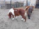 Shetlandpony, 7 Monate altes Hengstfohlen zu verkaufen