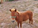 Shetlandpony, 7 Monate altes Hengstfohlen zu verkaufen