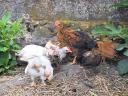 Japanese cocks (9 weeks old) available for adoption from Sada