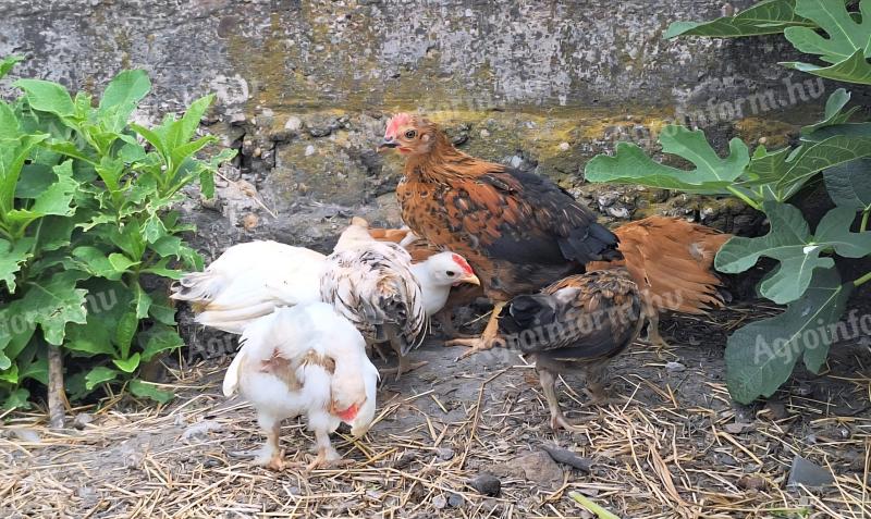 Japanese cocks (9 weeks old) available for adoption from Sada
