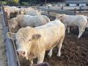 Plemenný býk Charolais na prodej