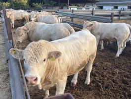 Charolais tenyészbika eladó
