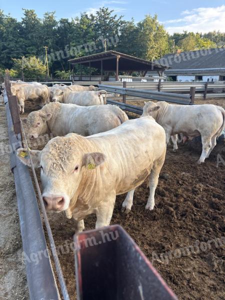 Plemenný býk Charolais na prodej