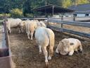 Plemenný býk Charolais na prodej