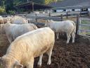Plemenný býk Charolais na prodej