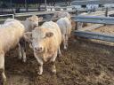 Plemenný býk Charolais na prodej