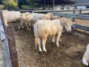 Plemenný býk Charolais na prodej