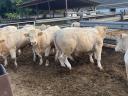 Plemenný býk Charolais na prodej