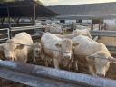 Plemenný býk Charolais na prodej