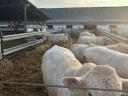 Plemenný býk Charolais na prodej