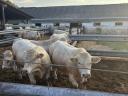Plemenný býk Charolais na prodej