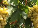 Irsai Olivér grapes in Balatonszemes