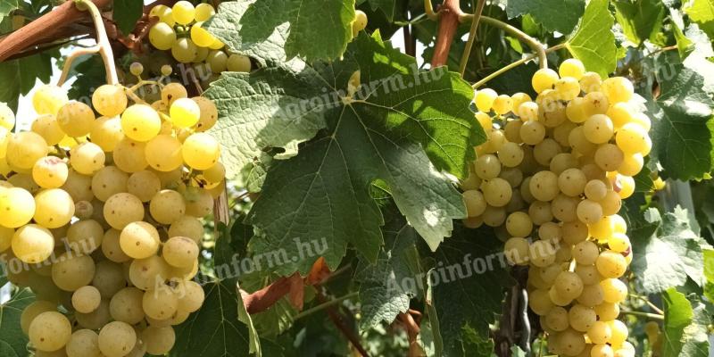 Irsai Olivér grapes in Balatonszemes