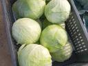 Cabbage for sale