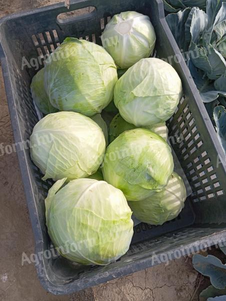 Cabbage for sale