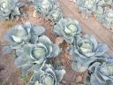 Cabbage for sale