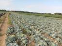Cabbage for sale