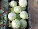 Cabbage for sale