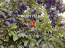 Lepotica and Stanley plums for sale from producer