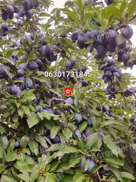 Lepotica and Stanley plums for sale from producer