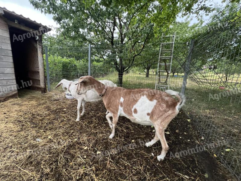 Two mother goats for sale