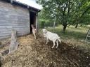 Two mother goats for sale