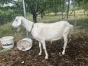 Two mother goats for sale