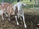 Two mother goats for sale